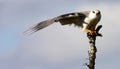 Black shouldered kite in a unique pose Royalty Free Stock Photo