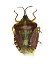 Black-shouldered Shield Bug on white Background