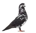 Black Show Tippler Pigeon isolated on white Royalty Free Stock Photo