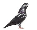 Black Show Tippler Pigeon isolated on white Royalty Free Stock Photo