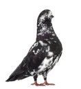 Black Show Tippler Pigeon isolated on white