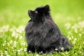 Black shpitz on green grass in summer park Royalty Free Stock Photo