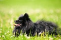 Black shpitz on green grass in summer park Royalty Free Stock Photo
