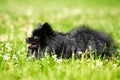 Black shpitz on green grass in summer park