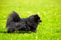 Black shpitz run on green grass in summer park