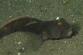 Black shrimpgoby on sandy bottom of sea