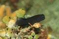 Black shrimpgoby among yellowish green sponges