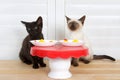 Black and siamese kitten at small table Royalty Free Stock Photo