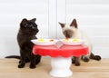 Black and siamese kitten at small table Royalty Free Stock Photo