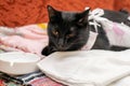 Black sick cat lies at the saucer, dressed in a bandage