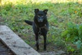 Black sick dog chained on green lawn