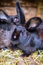 Black sick rabbit in the cage with myxomatosis