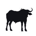 Black silhouette of african buffalo on white background. Isolated bull icon. Wild animals of Africa. Savannah nature