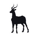 Black silhouette of african gazelle on white background. Isolated antelope icon. Wild animals of Africa. Savannah nature Royalty Free Stock Photo