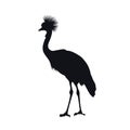 Black silhouette of african grey crowned crane. Isolated bird icon. Wild animals of Africa. Savannah nature