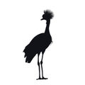 Black silhouette of african grey crowned crane. Isolated bird icon. Wild animals of Africa. Savannah nature