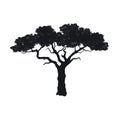 Black silhouette of african tree. Isolated image of savannah nature. Forest landscape of Africa. Acacia icon Royalty Free Stock Photo