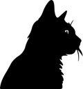 American Wirehair Cat Black Silhouette Generative Ai Royalty Free Stock Photo