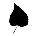 Black silhouette of an autumn leaf: linden. The leaves of nature's trees are falling. Isolated white background