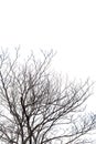 A black silhouette of bare, leafless winter tree branches isolated on a white background captures the cold nature of a frost- Royalty Free Stock Photo