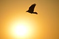 Black silhouette of a bird flying on the air on an orange sunset, concept of freedom Royalty Free Stock Photo