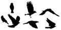 Black silhouette of bird flying Royalty Free Stock Photo