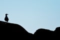 Silhouette of a bird standing alone on top of a rocky outcrop