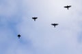 Black silhouette of birds flying spreading wings on sky in evening, conceptual of going back home Royalty Free Stock Photo