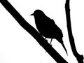 Black silhouette of blackbird on branch closeup
