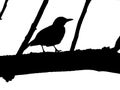 Black silhouette of blackbird on a thick branch