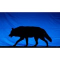 Between the black silhouette and blue backdrop emphasizes the wolf\'s Royalty Free Stock Photo