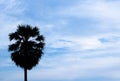 Black silhouette Borassus flabellifer,Asian palmyra palm, toddy palm, sugar palm tree the left side and on blue sky background. Royalty Free Stock Photo