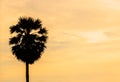 Black silhouette Borassus flabellifer,Asian palmyra palm, toddy palm, sugar palm tree the left side and on After the orange-red Royalty Free Stock Photo