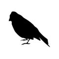 Black silhouette of bullfinch isolated on white