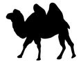 Black silhouette of a camel. Royalty Free Stock Photo