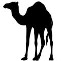 Black silhouette of a camel. Desert animal illustration