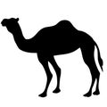 Black silhouette of a camel. Desert animal illustration
