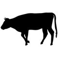 Black silhouette of cash cow on white background Royalty Free Stock Photo