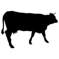 Black silhouette of cash cow on white background Royalty Free Stock Photo