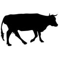 Black silhouette of cash cow on white background Royalty Free Stock Photo