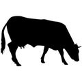 Black silhouette of cash cow on white background Royalty Free Stock Photo