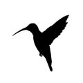 Black silhouette of colibri. Isolated image of humming bird on white background. Animal of North America Royalty Free Stock Photo