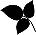 Black silhouette of compound leaf of raspberry plant