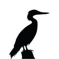 Black silhouette of a Cormorant