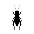 Black silhouette of cricket. Realistic orthopteran insect with long antennae