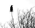 Black silhouette of crow perching on branches