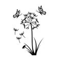 Black silhouette of dandelion with butterflies. Summer floral scene. Isolated spring landscape. Flying seeds