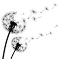 Black silhouette of a dandelion on white background Royalty Free Stock Photo