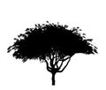 Black silhouette of deciduous tree icon isolated on white background. Royalty Free Stock Photo
