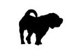 Black silhouette dog with tail on white. Adult male Modern meat-mouth Shar Pei.